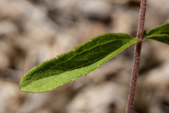 Stevia plummerae