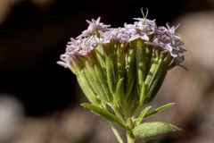 Stevia plummerae