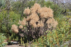 Apalochlamys spectabilis