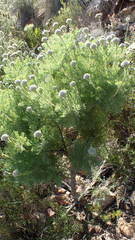 Serruria pedunculata