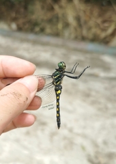 Onychothemis testacea