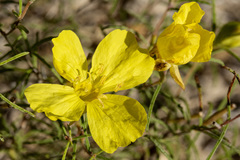Oenothera gayleana