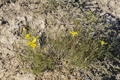 Oenothera gayleana