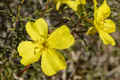 Oenothera gayleana