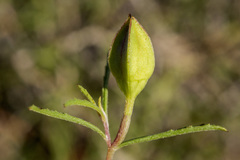 Oenothera gayleana
