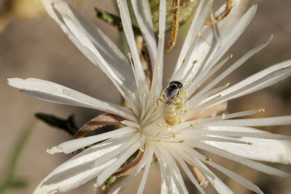 Perdita mentzeliarum
