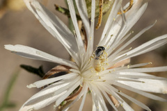 Perdita mentzeliarum