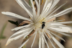 Perdita mentzeliarum