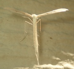 Hellinsia homodactylus