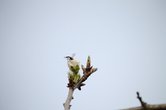 Sphaerophoria contigua