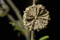 Abronia nealleyi