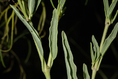 Abronia nealleyi