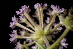 Abronia nealleyi