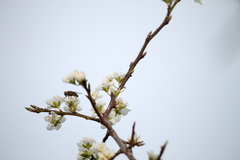 Syrphus rectus