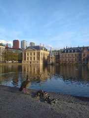 Alopochen aegyptiaca