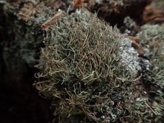 Cladonia tenerrima