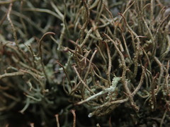 Cladonia tenerrima