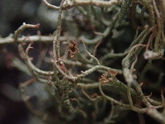 Cladonia tenerrima
