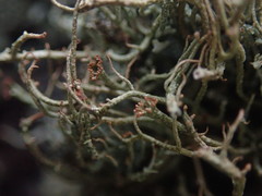 Cladonia tenerrima