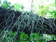 Rhipsalis