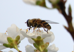 Syrphus rectus