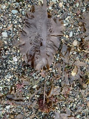 Pleurophycus gardneri