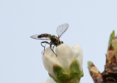 Sphaerophoria contigua