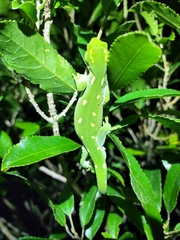 Naultinus punctatus