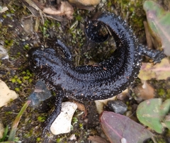 Triturus cristatus