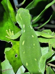 Naultinus punctatus