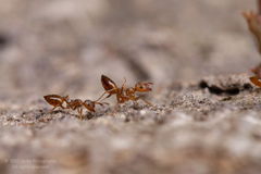Crematogaster