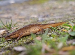 Lissotriton vulgaris