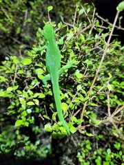 Naultinus punctatus