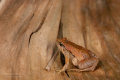 Microhyla fissipes