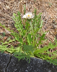 Taraxacum coreanum