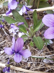 Viola philippica