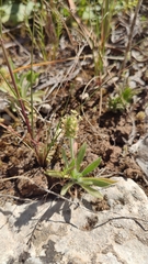 Plantago bellardii