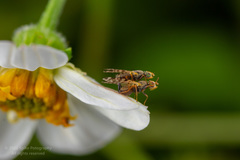 Bactrocera