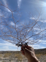 Eriogonum deflexum deflexum