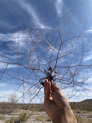 Eriogonum deflexum deflexum