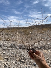 Eriogonum deflexum deflexum