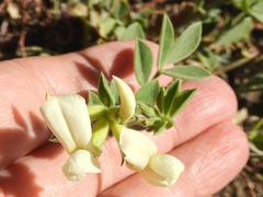 Acmispon grandiflorus