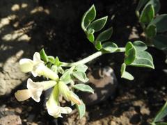 Acmispon grandiflorus