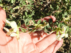 Acmispon grandiflorus