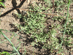 Acmispon grandiflorus