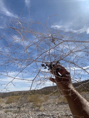 Eriogonum deflexum deflexum