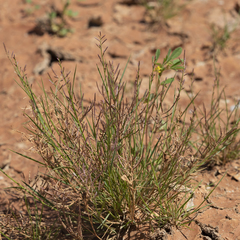 Eragrostis pergracilis