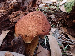 Austroboletus lacunosus
