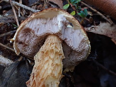 Austroboletus lacunosus