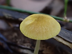 Pluteus hubregtseorum